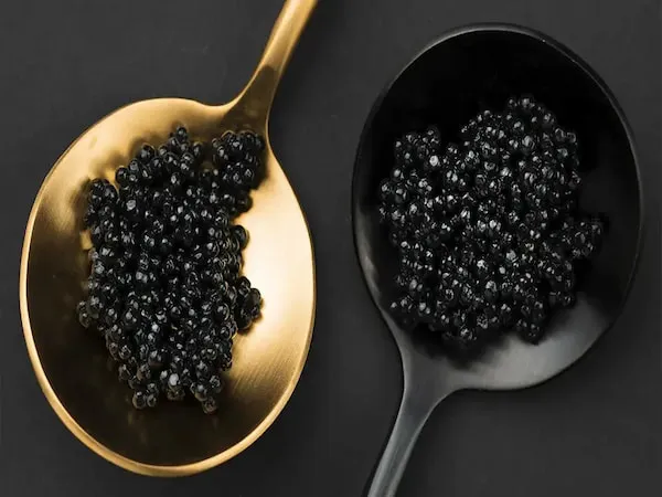 خرید و قیمت روز خاویار سوروگا