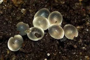 خرید جدیدترین انواع خاویار حلزون از معتبرترین برندهای دنیا