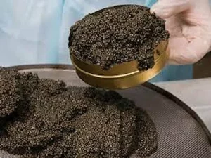 خرید و قیمت روز خاویار سوروگا